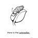 Butterfly Life Cycle  | Matching & Coloring Worksheets